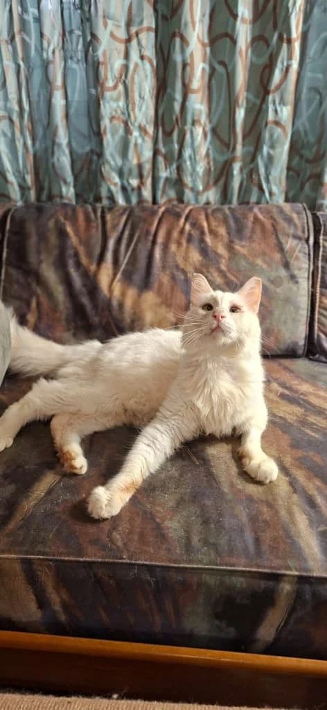 Nimbus,  Mixed Breed for adoption at Nine Lives Greece