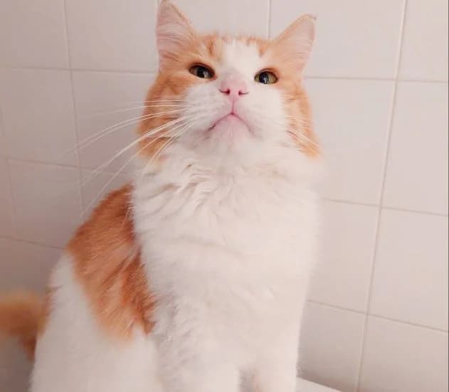 Oliver,  Mixed Breed for adoption at Nine Lives Greece