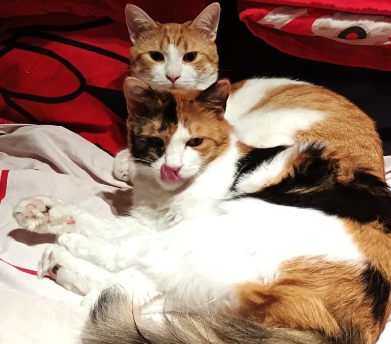 Melody & Bumblebee,  Mixed Breed for adoption at Nine Lives Greece