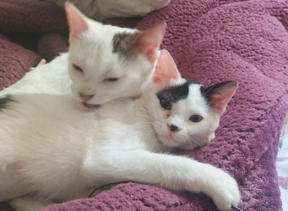 Whisker & Jill,  Mixed Breed for adoption at Nine Lives Greece