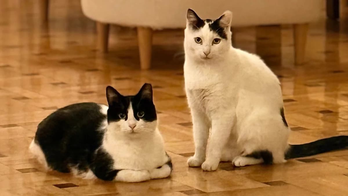 Melina & Nefeli,  Mixed Breed for adoption at Nine Lives Greece
