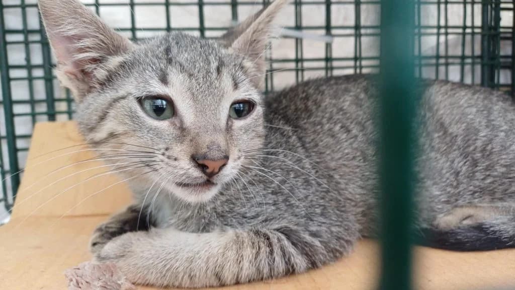 Pontikos,  Mixed Breed for adoption at Nine Lives Greece