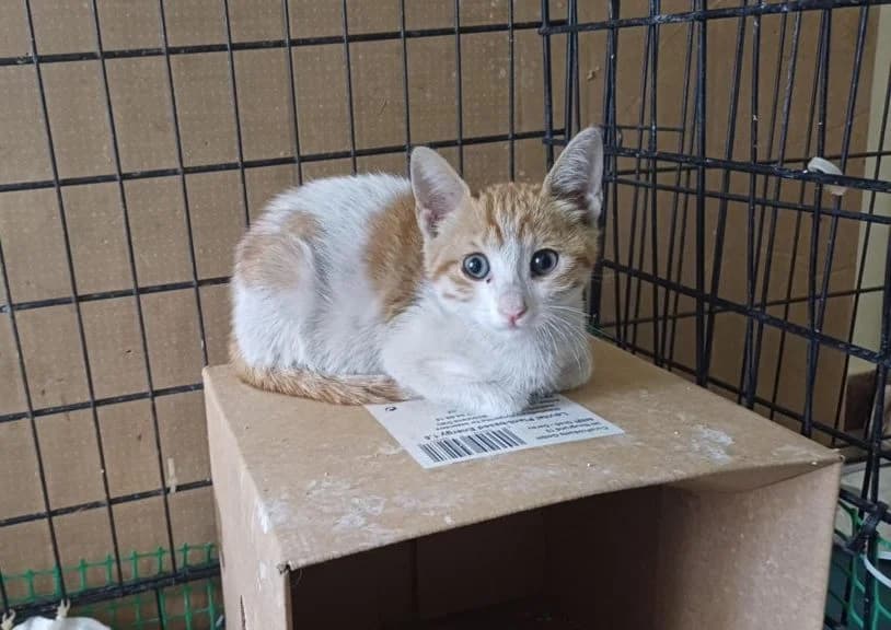 Park,  Mixed Breed for adoption at Nine Lives Greece