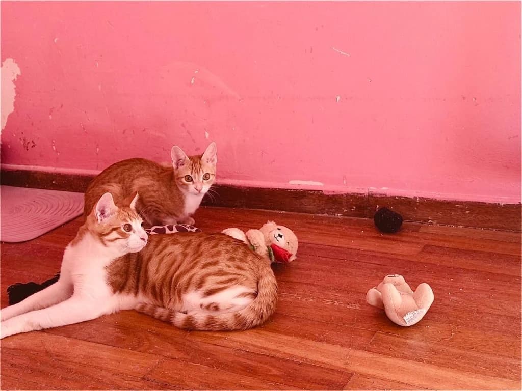 Luna & Asteris,  Mixed Breed for adoption at Nine Lives Greece