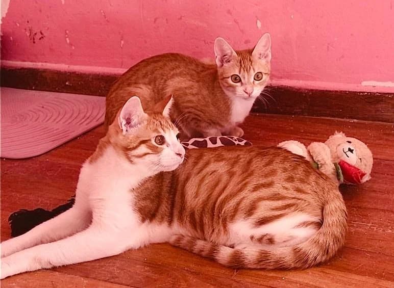 Luna & Asteris,  Mixed Breed for adoption at Nine Lives Greece
