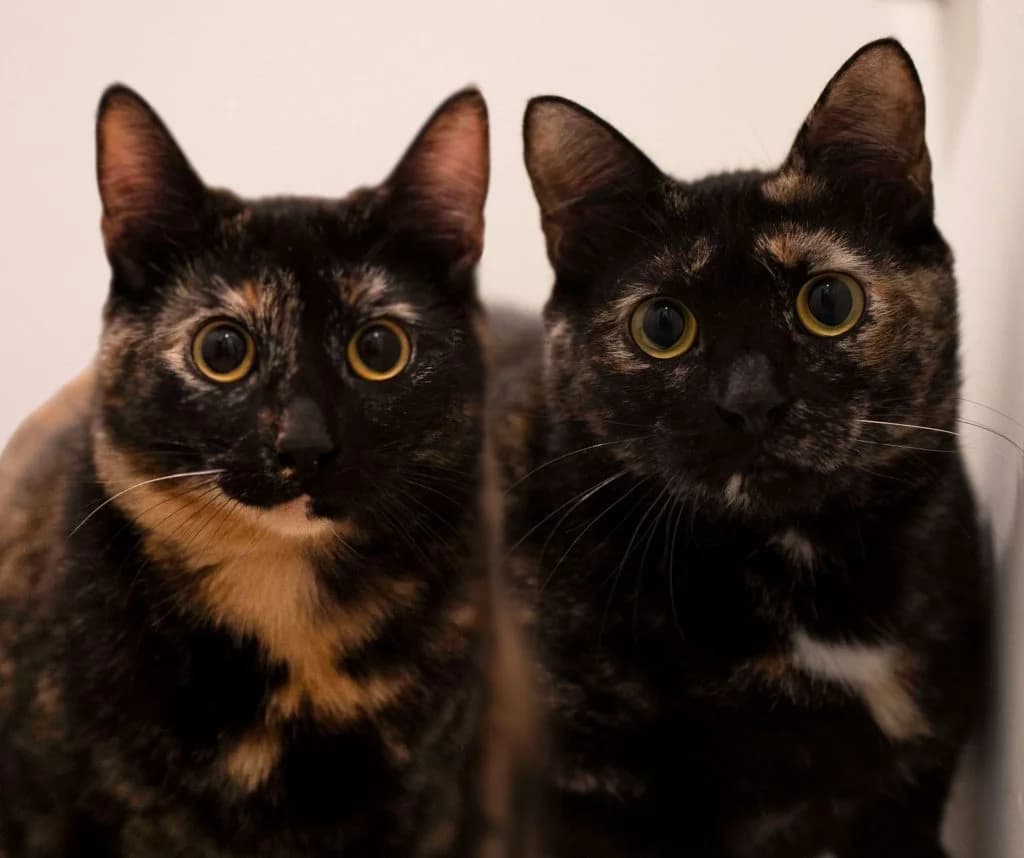 Smila & Bachar,  Mixed Breed for adoption at Nine Lives Greece