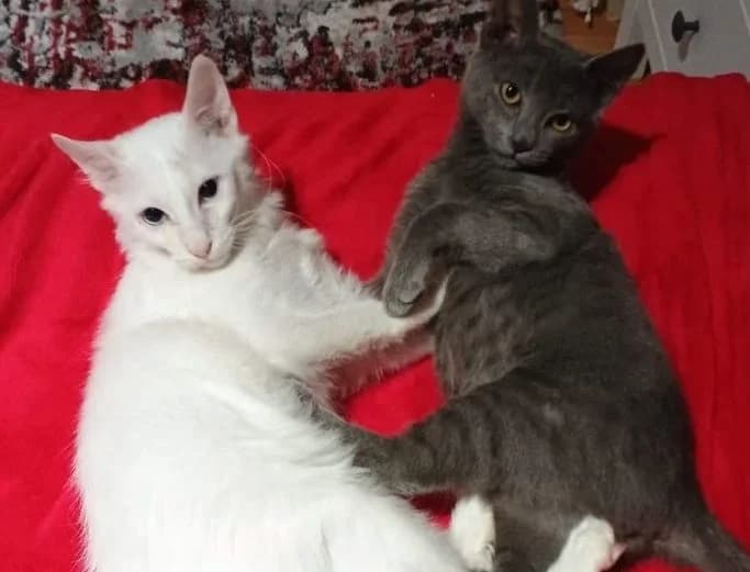 Corleone & Nefertiti,  Mixed Breed for adoption at Nine Lives Greece