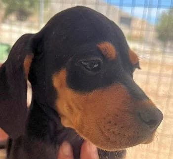 Amon, male Pointer for adoption at Paws Of Kalymnos
