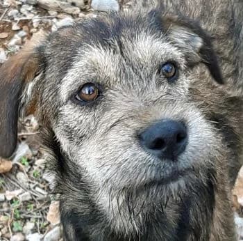 Flexie, female Mixed Breed for adoption at Paws Of Kalymnos
