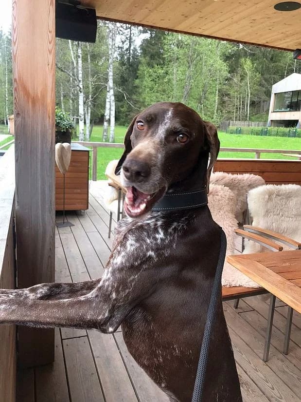 Oskar, male Pointer for adoption at Paws Of Kalymnos