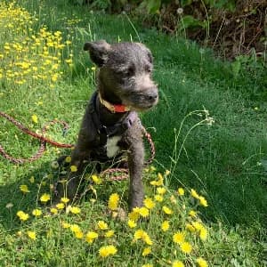 Penny, female Mixed Breed for adoption at Paws Of Kalymnos