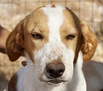Pirros, male Mixed Breed for adoption at Paws Of Kalymnos