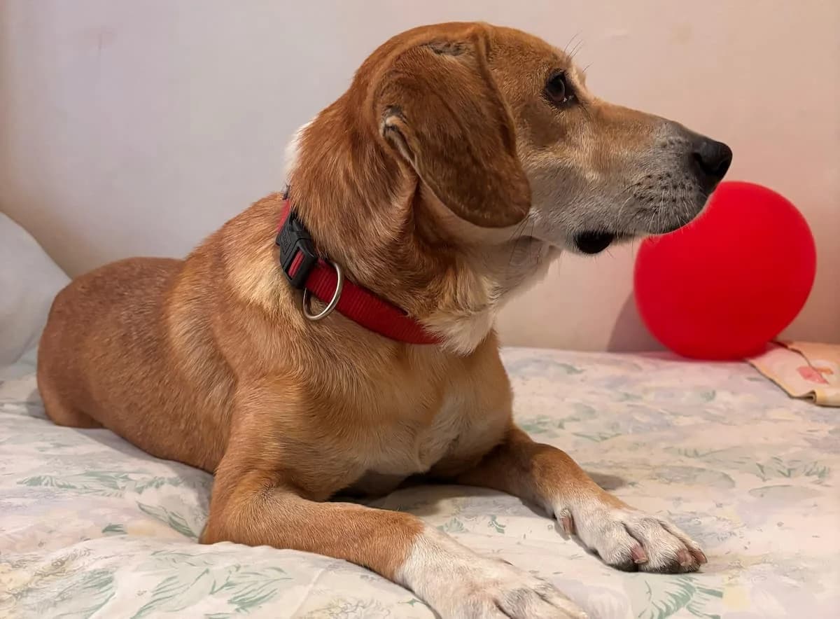 Ducas, male senior Mixed Breed for adoption at PAWS Paleochora, Paleochora (Chania, Crete)