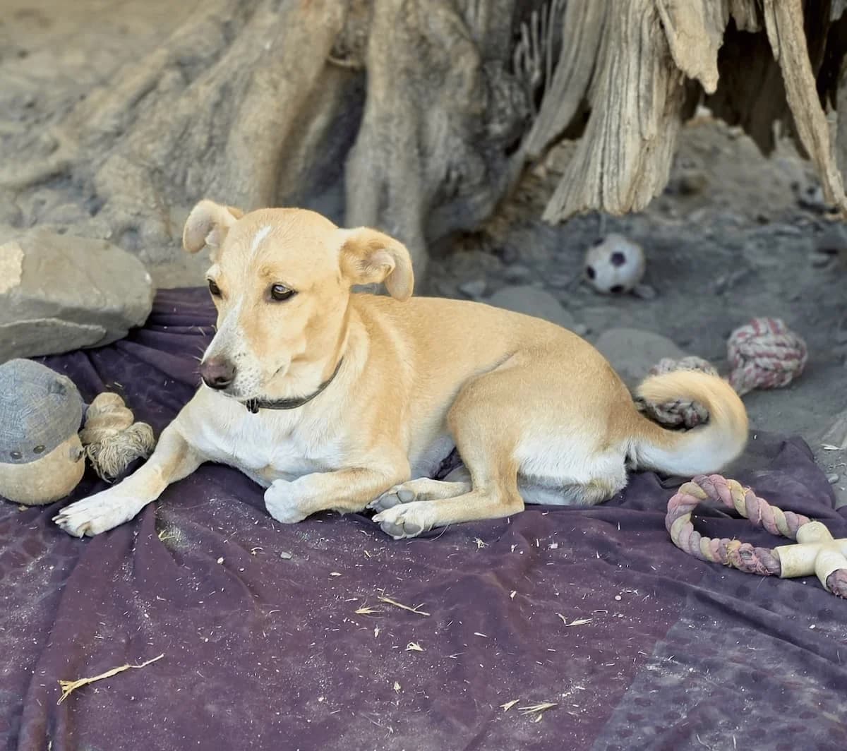 Hera, female puppy Mixed Breed for adoption at PAWS Paleochora, Paleochora (Chania, Crete)