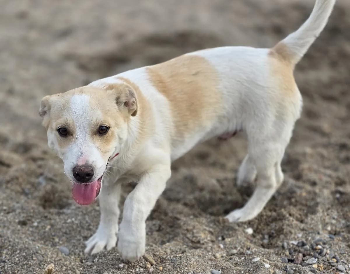Kobi, male Mixed Breed for adoption at PAWS Paleochora, Paleochora (Chania, Crete)
