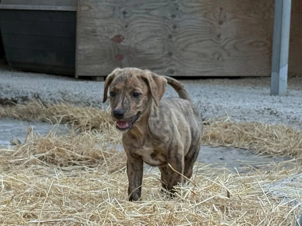 Louie, male puppy Mixed Breed for adoption at PAWS Paleochora, Paleochora (Chania, Crete)