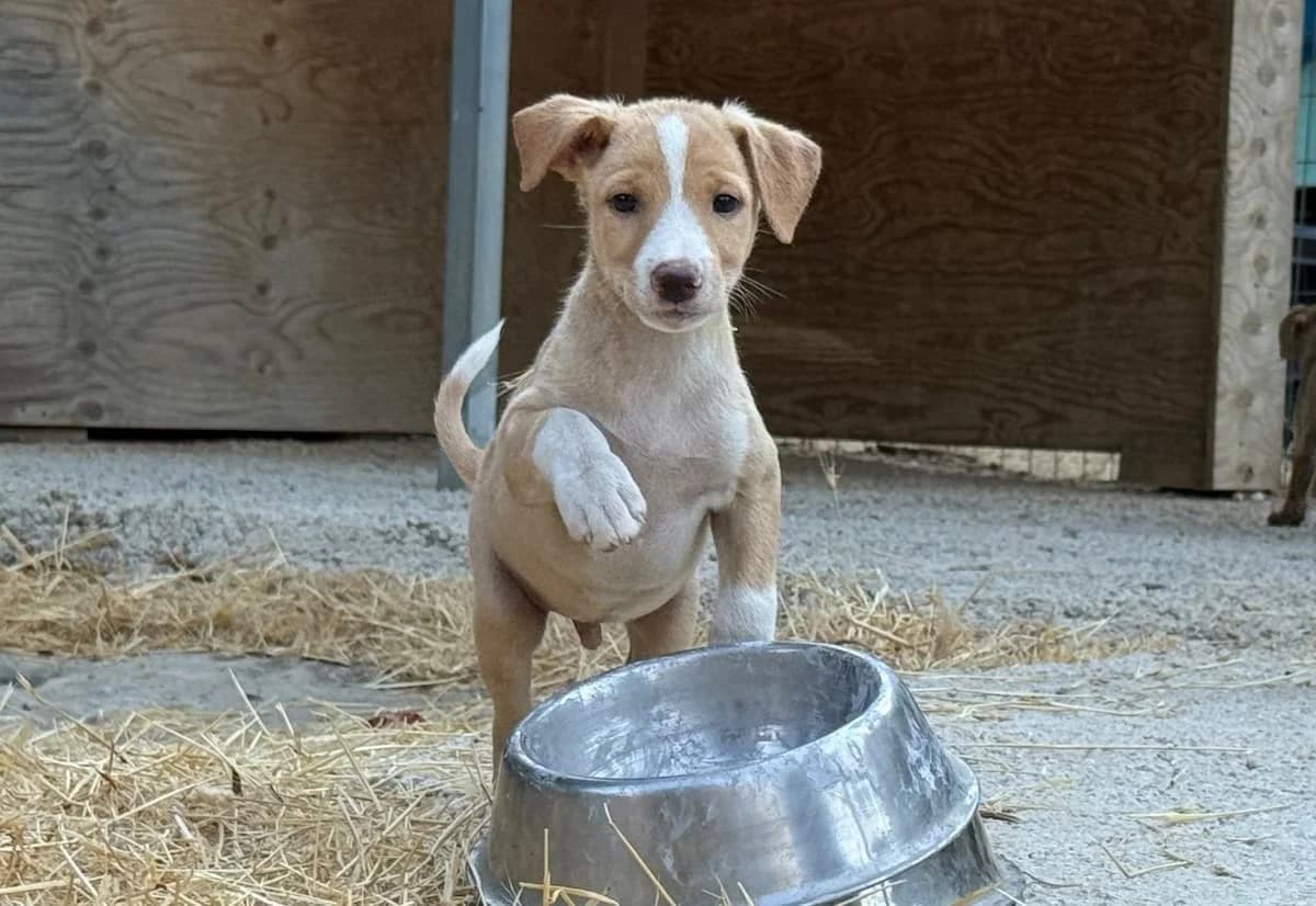 Remy, male puppy Mixed Breed for adoption at PAWS Paleochora, Paleochora (Chania, Crete)
