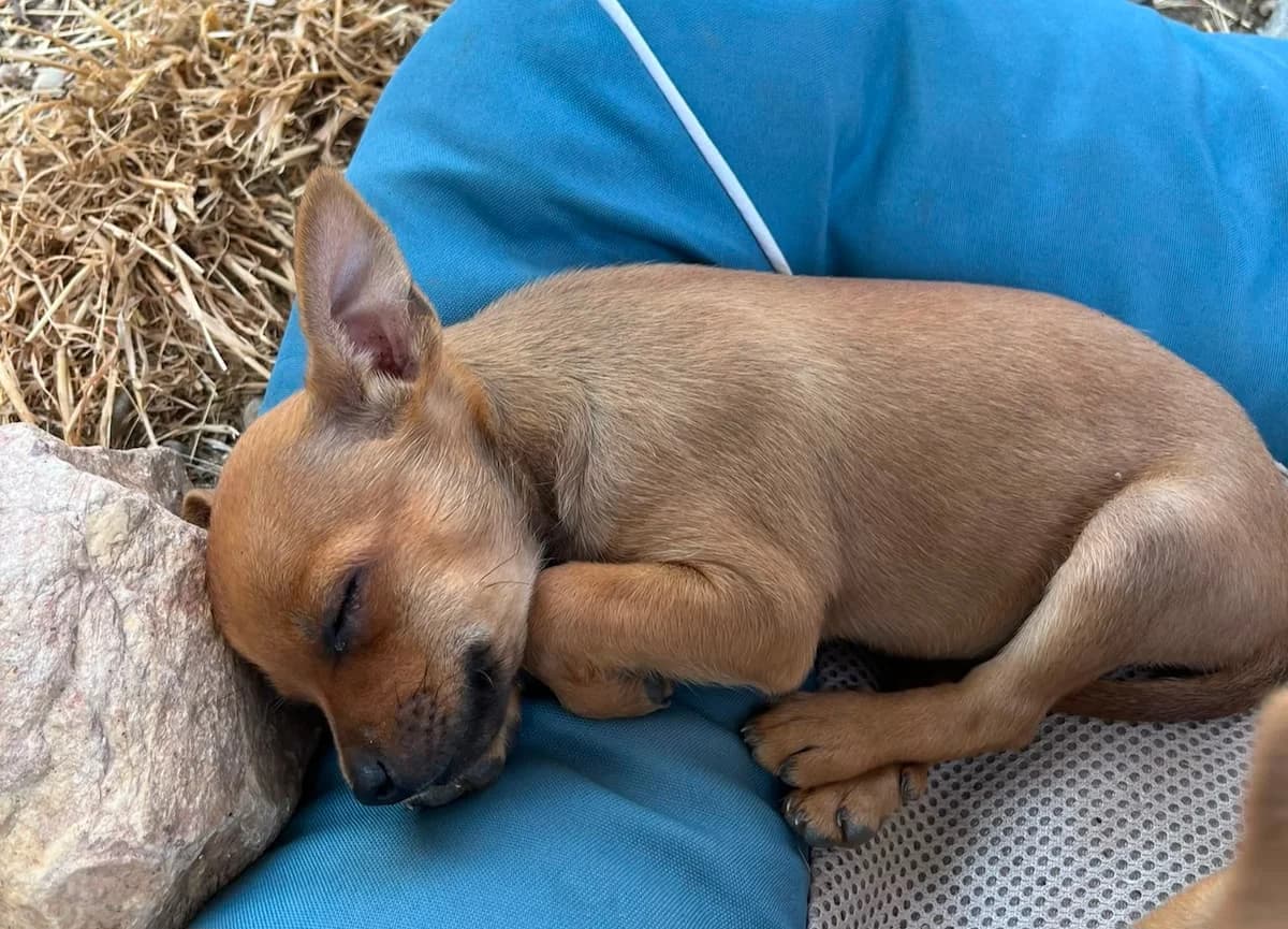 Suki, female puppy Mixed Breed for adoption at PAWS Paleochora, Paleochora (Chania, Crete)