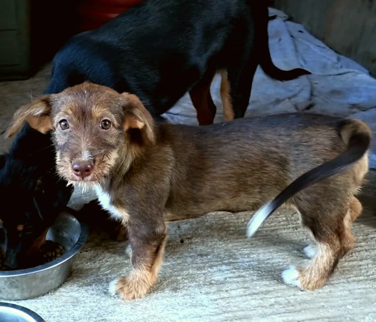 Zoe, female puppy Mixed Breed for adoption at PAWS Paleochora, Paleochora (Chania, Crete)