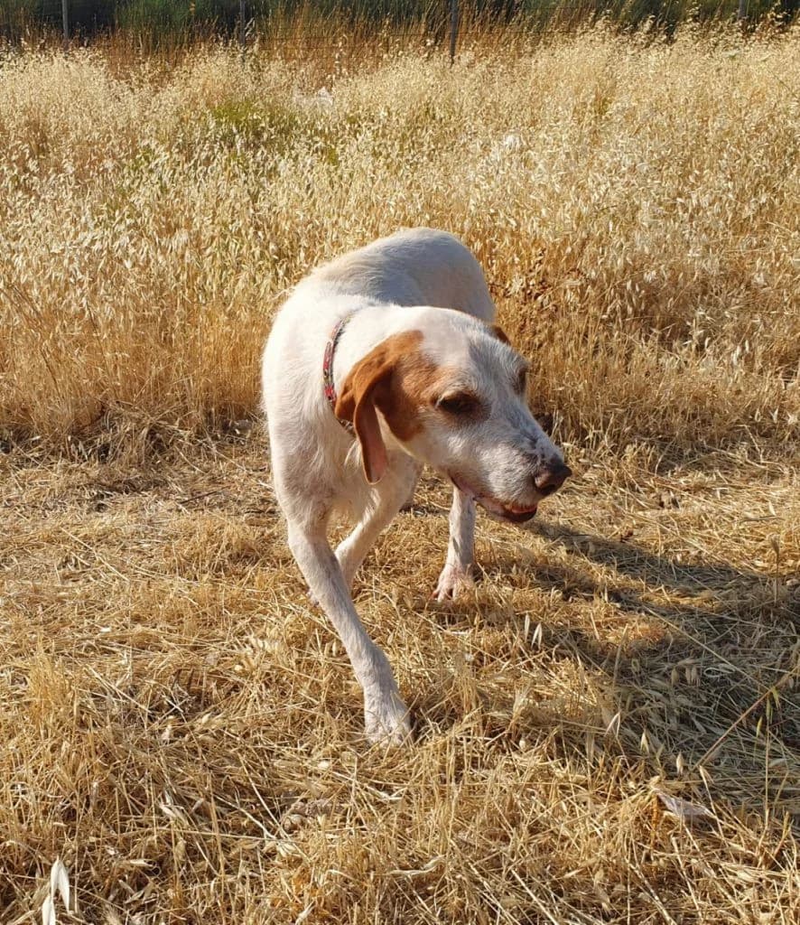 Almperto, o machitis (Αλμπέρτο, ο μαχητής),  Mixed Breed for adoption at Samos Animals — Φιλοζωικό Σωματείο Σάμου, Samos