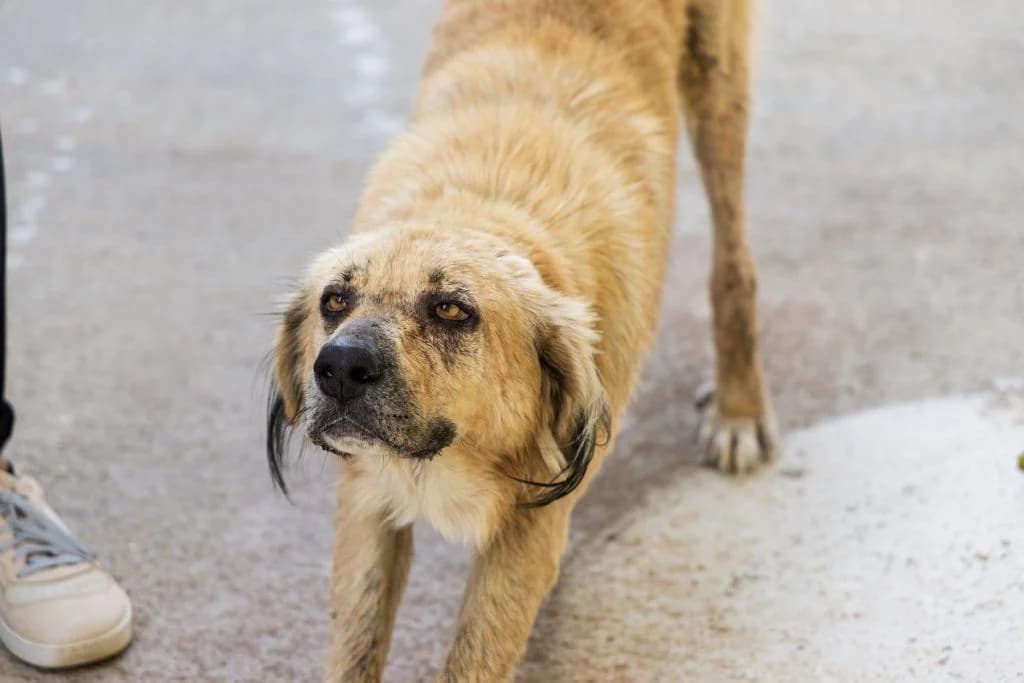 Sonia, i galinia (Σόνια, η γαλήνια),  Mixed Breed for adoption at Samos Animals — Φιλοζωικό Σωματείο Σάμου, Samos