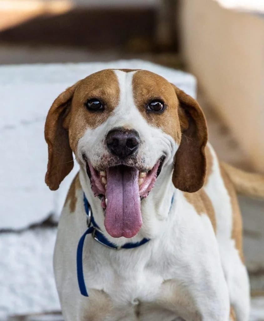 Mpeno, o chamogelastos iroas (Μπένο, ο χαμογελαστός ήρωας),  Mixed Breed for adoption at Samos Animals — Φιλοζωικό Σωματείο Σάμου, Samos
