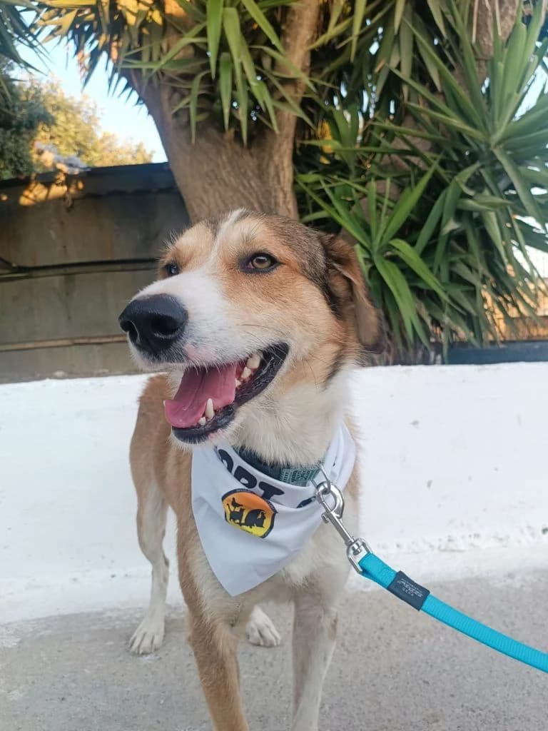 Sasa, o dynamikos (Σάσα, ο δυναμικός), Mixed Breed for adoption at Samos Animals — Φιλοζωικό Σωματείο Σάμου, Samos