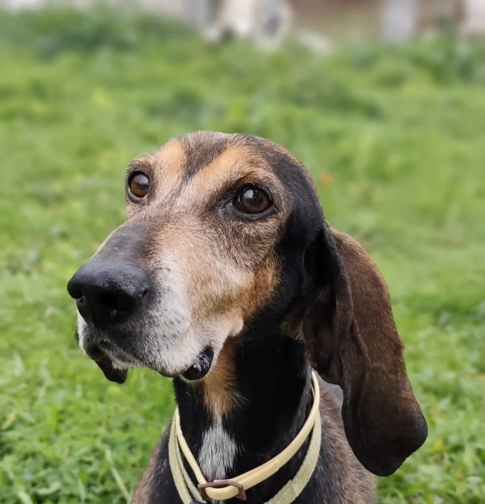 Sami, o nayagos (Σάμι, ο ναυαγός),  Mixed Breed for adoption at Samos Animals — Φιλοζωικό Σωματείο Σάμου, Samos
