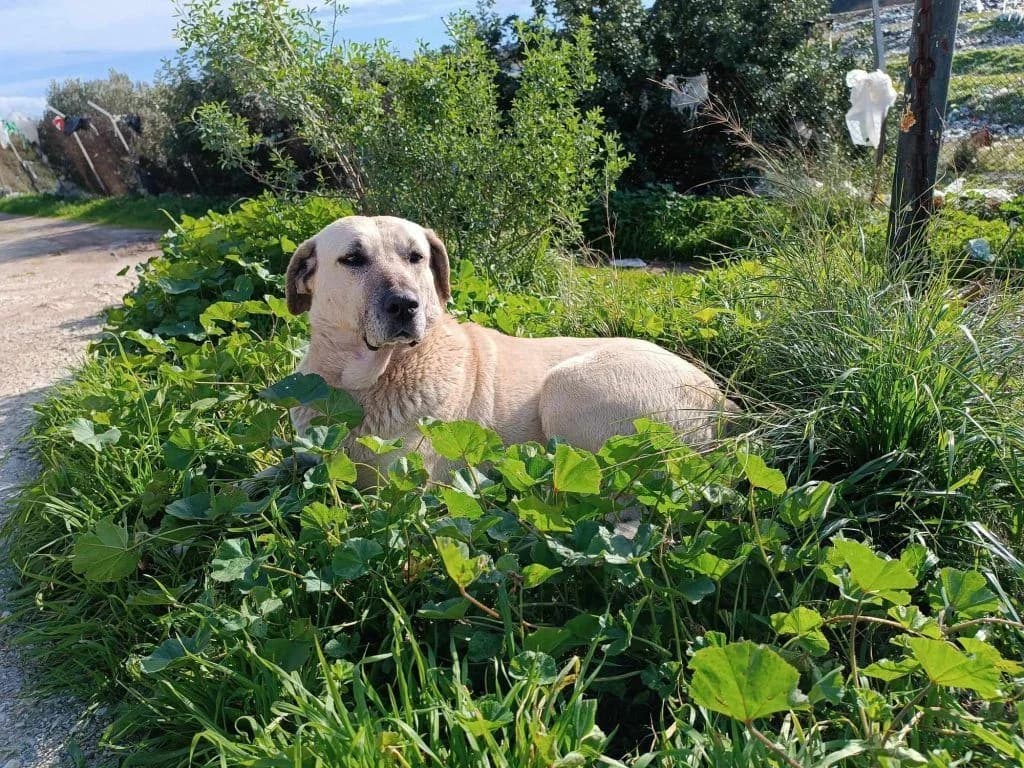 Stella, i mana toy KYT (Στέλλα, η μάνα του ΚΥΤ),  Mixed Breed for adoption at Samos Animals — Φιλοζωικό Σωματείο Σάμου, Samos