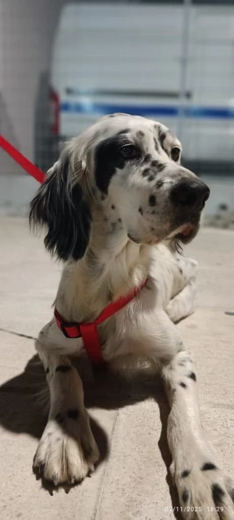 Karla, mia tryferi psychi (Κάρλα, μία τρυφερή ψυχή), Mixed Breed for adoption at Samos Animals — Φιλοζωικό Σωματείο Σάμου, Samos