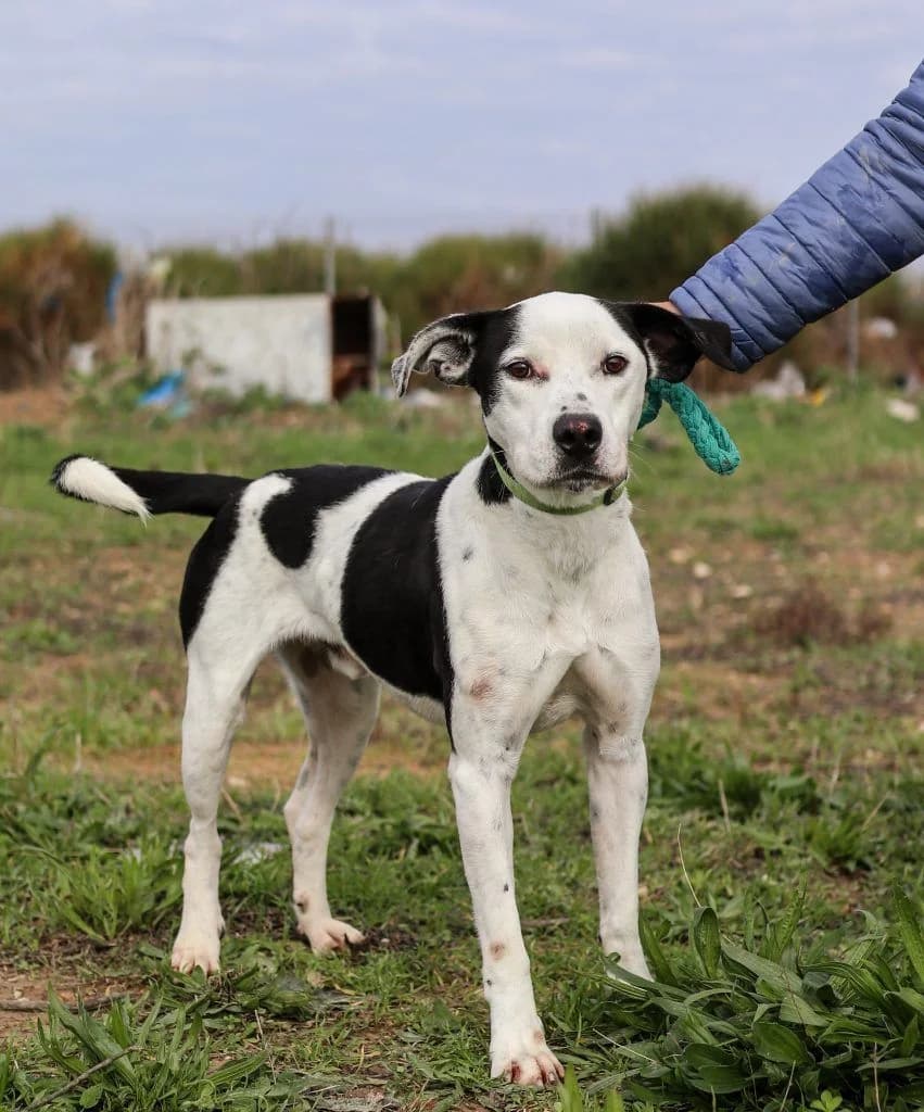 Takis, o ageladitsas (Τάκης, ο αγελαδίτσας),  Mixed Breed for adoption at Samos Animals — Φιλοζωικό Σωματείο Σάμου, Samos