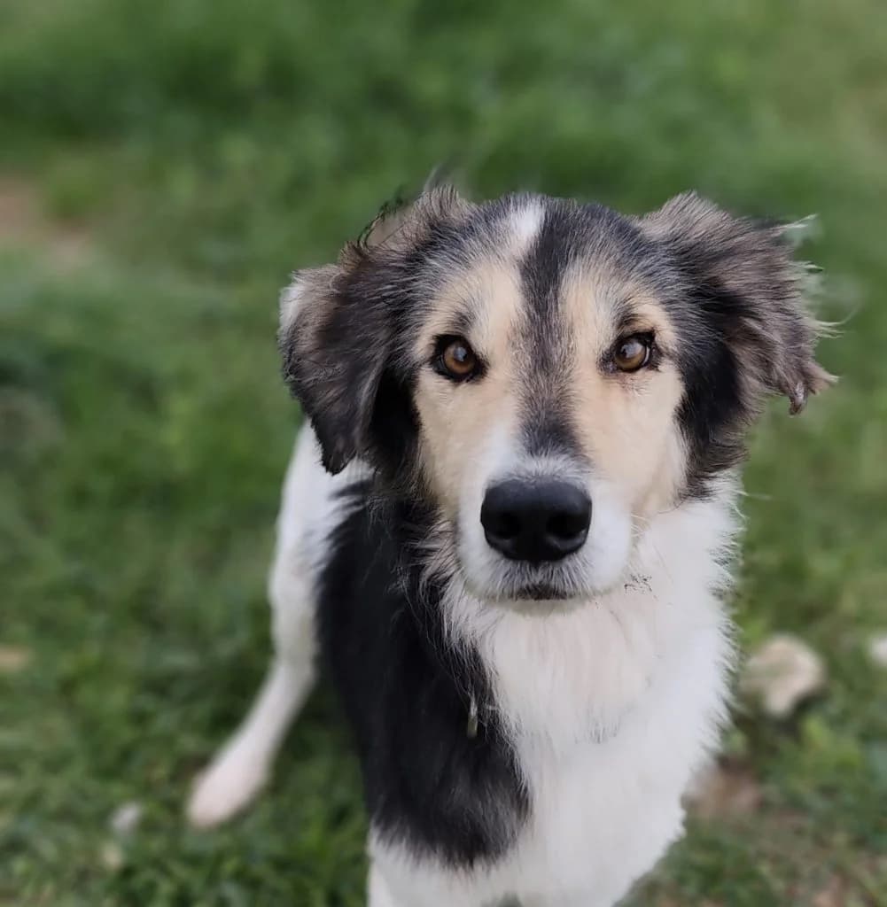 Leyteris, o kalos filos (Λευτέρης, ο καλός φίλος),  Mixed Breed for adoption at Samos Animals — Φιλοζωικό Σωματείο Σάμου, Samos