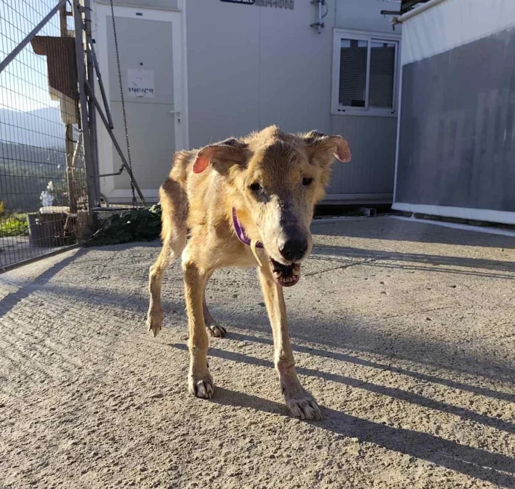 Dias, o machitis tis ypomonis (Δίας, ο μαχητής της υπομονής),  Mixed Breed for adoption at Samos Animals — Φιλοζωικό Σωματείο Σάμου, Samos