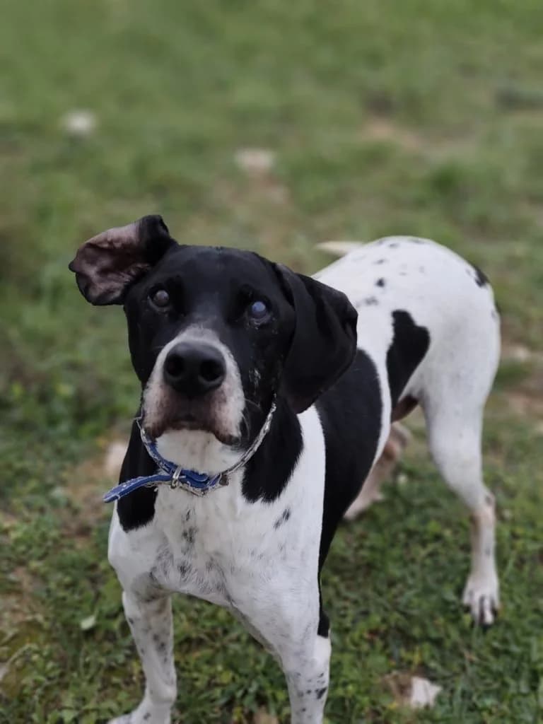 Azor, o galinios (Αζόρ, ο γαλήνιος),  Mixed Breed for adoption at Samos Animals — Φιλοζωικό Σωματείο Σάμου, Samos