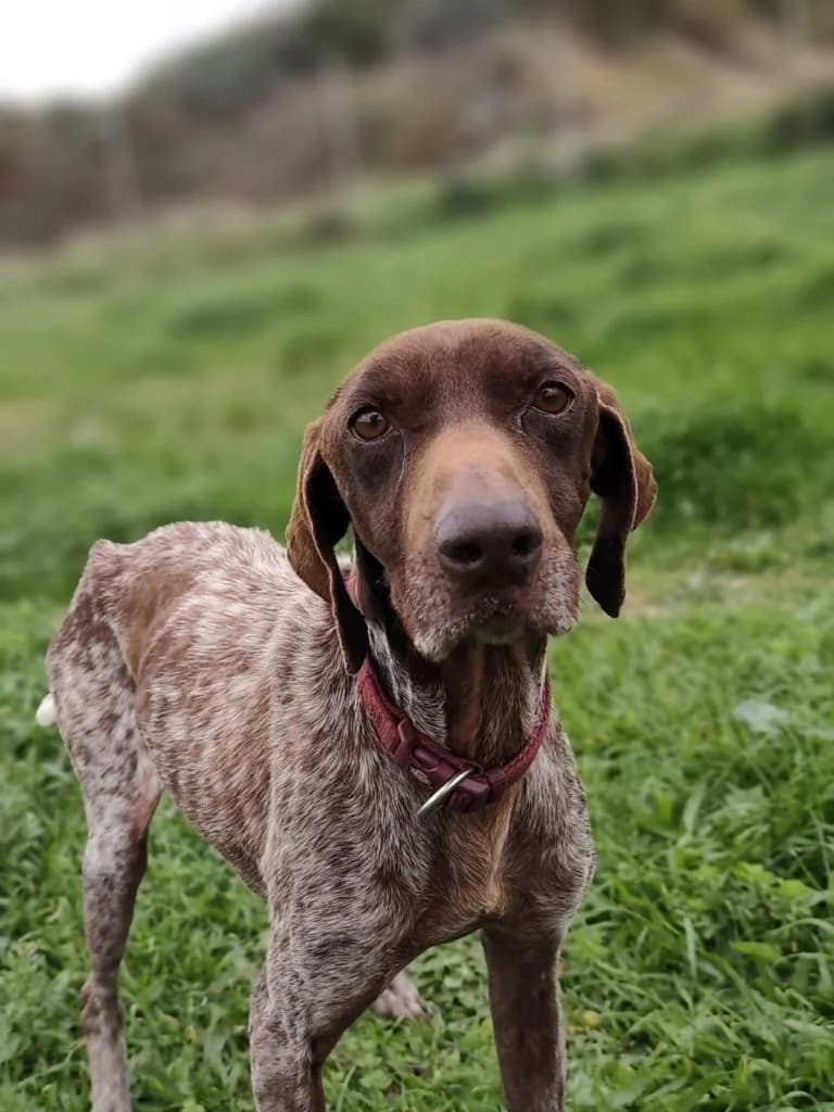 Zachos (Ζάχος),  Mixed Breed for adoption at Samos Animals — Φιλοζωικό Σωματείο Σάμου, Samos