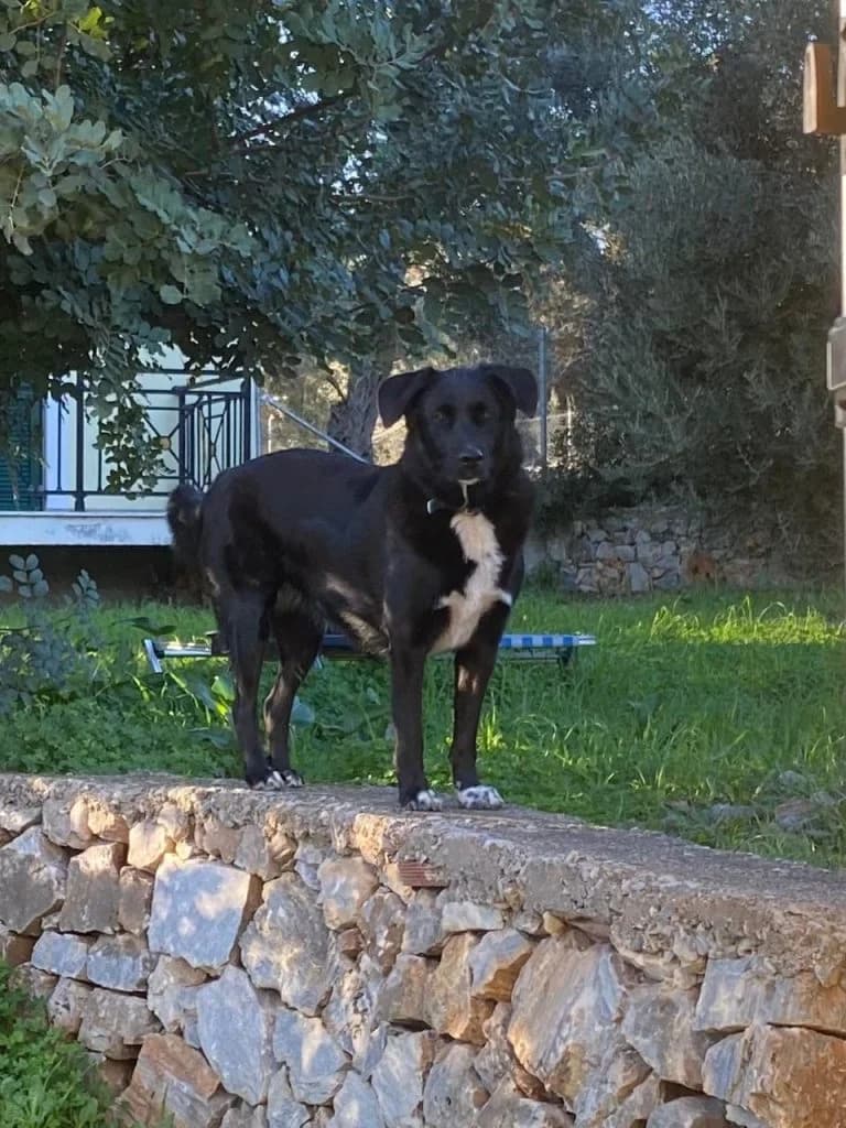 Kristy, i pligomeni (Κρίστυ, η πληγωμένη),  Mixed Breed for adoption at Samos Animals — Φιλοζωικό Σωματείο Σάμου, Samos