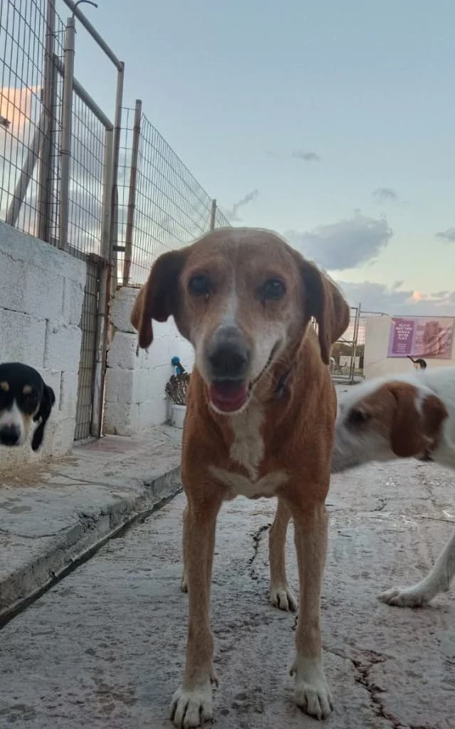 Soraya, i orimi (Soraya, η ώριμη),  Mixed Breed for adoption at Samos Animals — Φιλοζωικό Σωματείο Σάμου, Samos