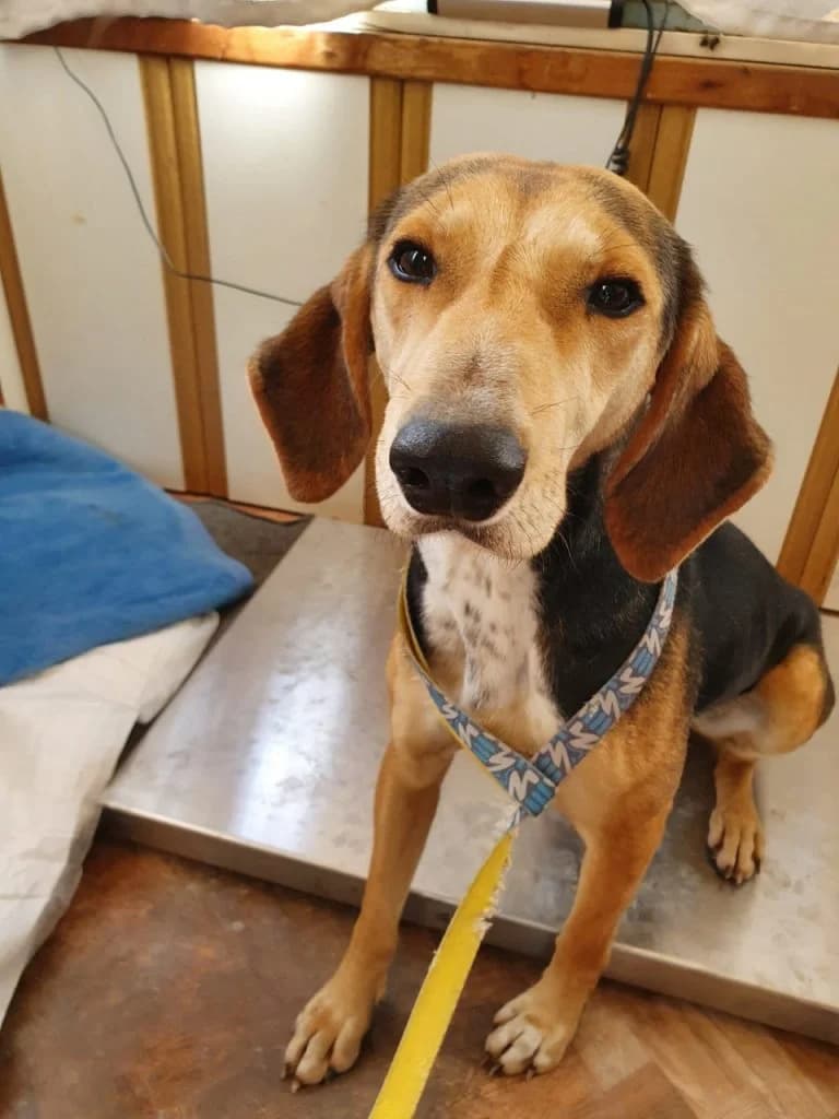 Έlia, i isychi tryferotita (Έλια, η ήσυχη τρυφερότητα),  Mixed Breed for adoption at Samos Animals — Φιλοζωικό Σωματείο Σάμου, Samos