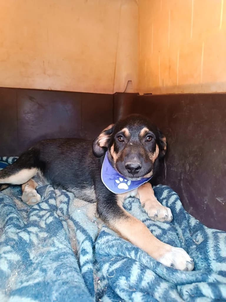 Hans, Mixed Breed for adoption at Samos Animals — Φιλοζωικό Σωματείο Σάμου, Samos
