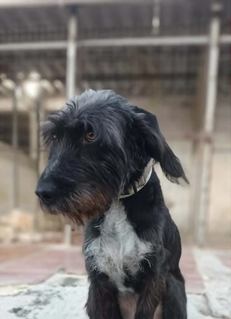 Moytzoyra, i allios Tereza (Μουτζούρα, ή αλλιώς Τερέζα), Mixed Breed for adoption at Samos Animals — Φιλοζωικό Σωματείο Σάμου, Samos