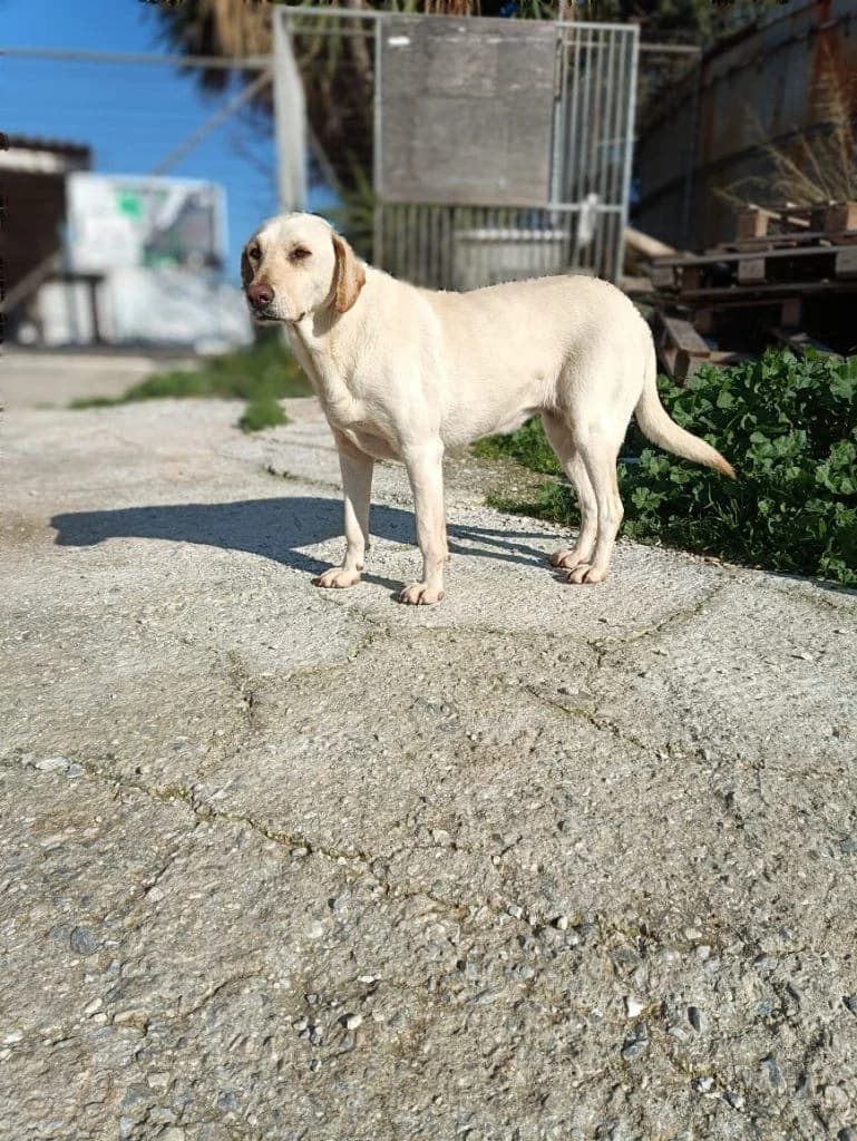 I Lampi, lampei (Η Λάμπη, λάμπει),  Mixed Breed for adoption at Samos Animals — Φιλοζωικό Σωματείο Σάμου, Samos