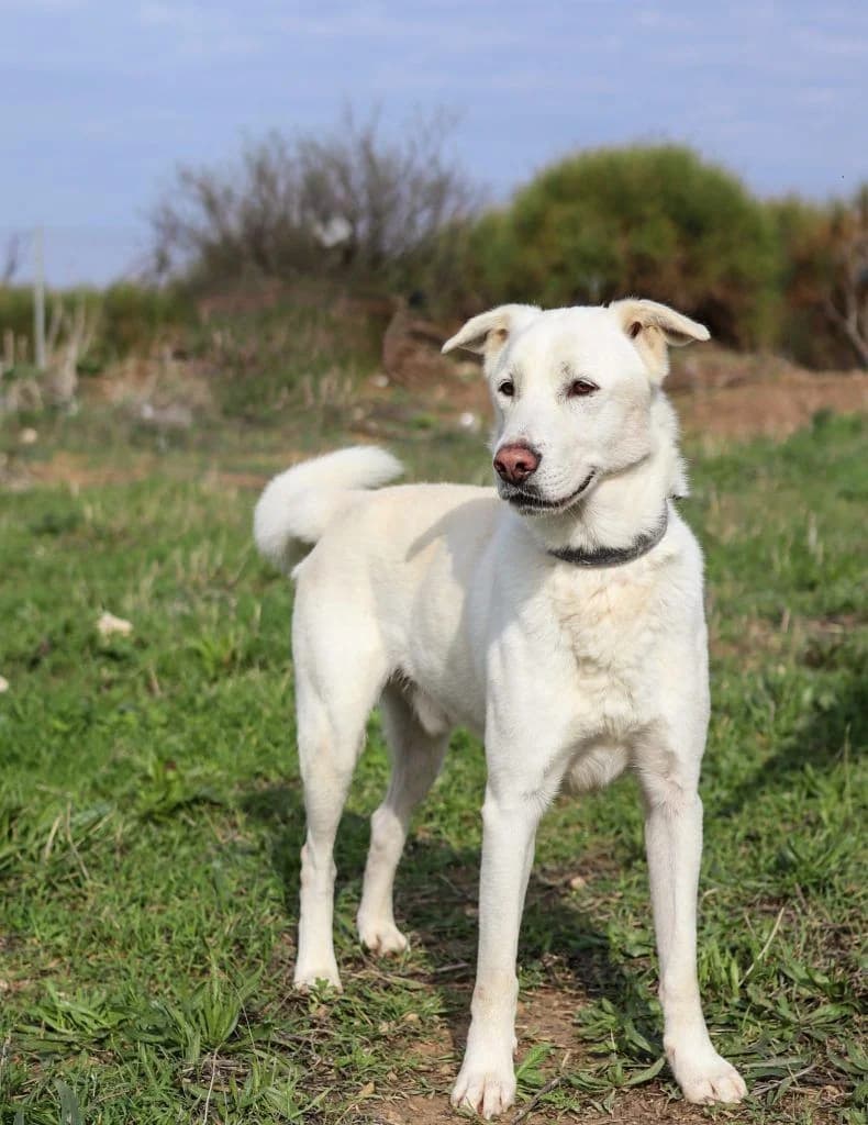 Max (Μαξ),  Mixed Breed for adoption at Samos Animals — Φιλοζωικό Σωματείο Σάμου, Samos