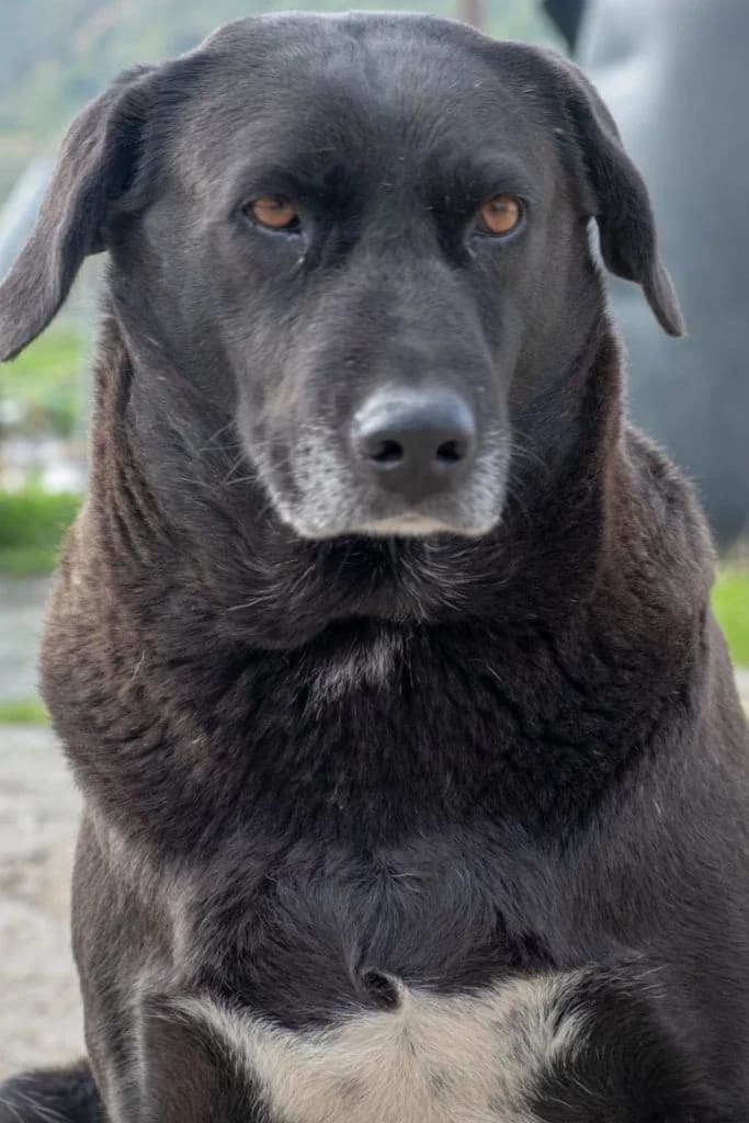 Mayroyla, i nocheliki (Μαυρούλα, η νωχελική),  Mixed Breed for adoption at Samos Animals — Φιλοζωικό Σωματείο Σάμου, Samos