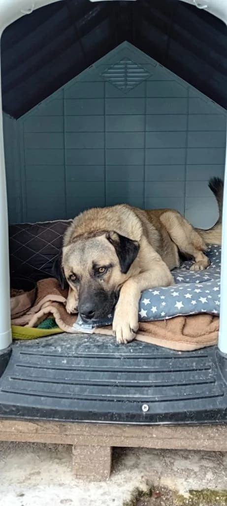 Manolis, o alitis (Μανώλης, ο αλήτης), Mixed Breed for adoption at Samos Animals — Φιλοζωικό Σωματείο Σάμου, Samos