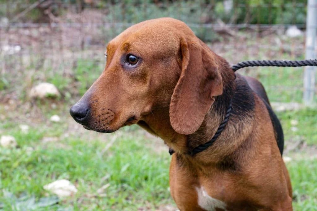 Lemon, to zizanio (Λέμον, το ζιζάνιο), Mixed Breed for adoption at Samos Animals — Φιλοζωικό Σωματείο Σάμου, Samos
