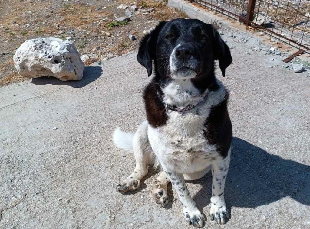 Loyna, i pisti (Λούνα, η πιστή), Mixed Breed for adoption at Samos Animals — Φιλοζωικό Σωματείο Σάμου, Samos