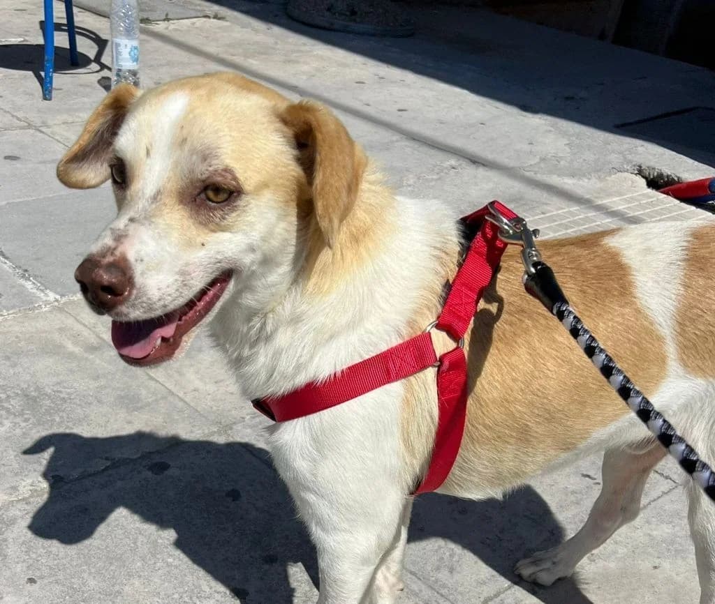 Luck-y, Mixed Breed for adoption at Samos Animals — Φιλοζωικό Σωματείο Σάμου, Samos