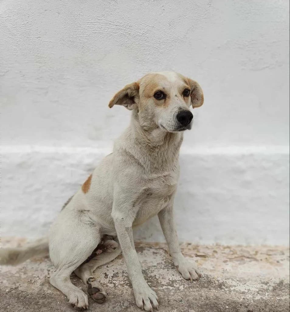 TOMMY (ΤΟΜΜΥ), Mixed Breed for adoption at Samos Animals — Φιλοζωικό Σωματείο Σάμου, Samos