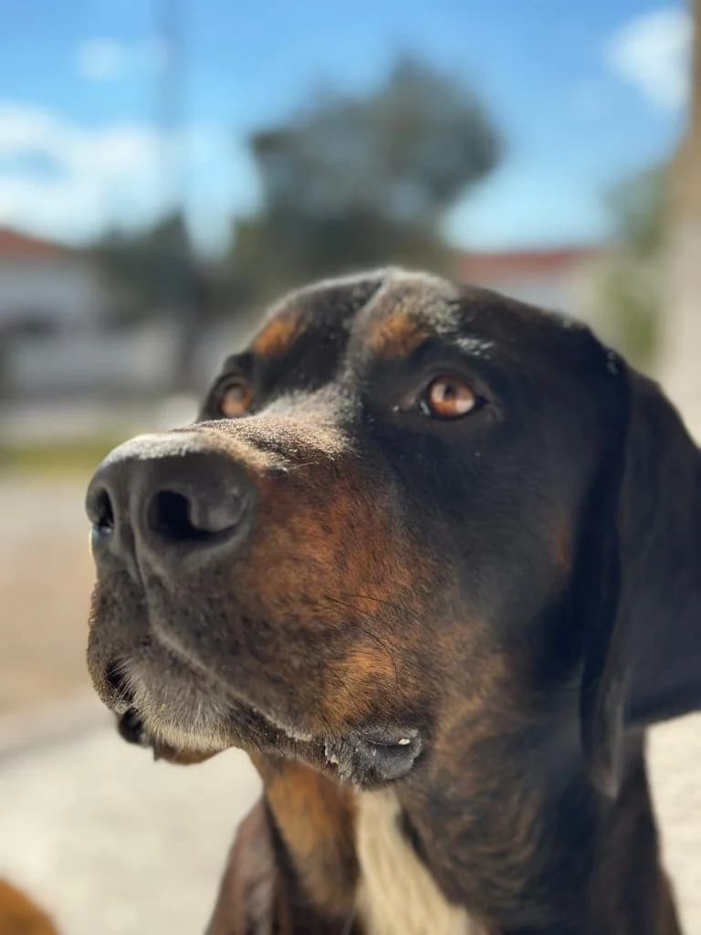 Gkoyfy, o Giteytis (Γκούφυ, ο Γητευτής),  Mixed Breed for adoption at Samos Animals — Φιλοζωικό Σωματείο Σάμου, Samos