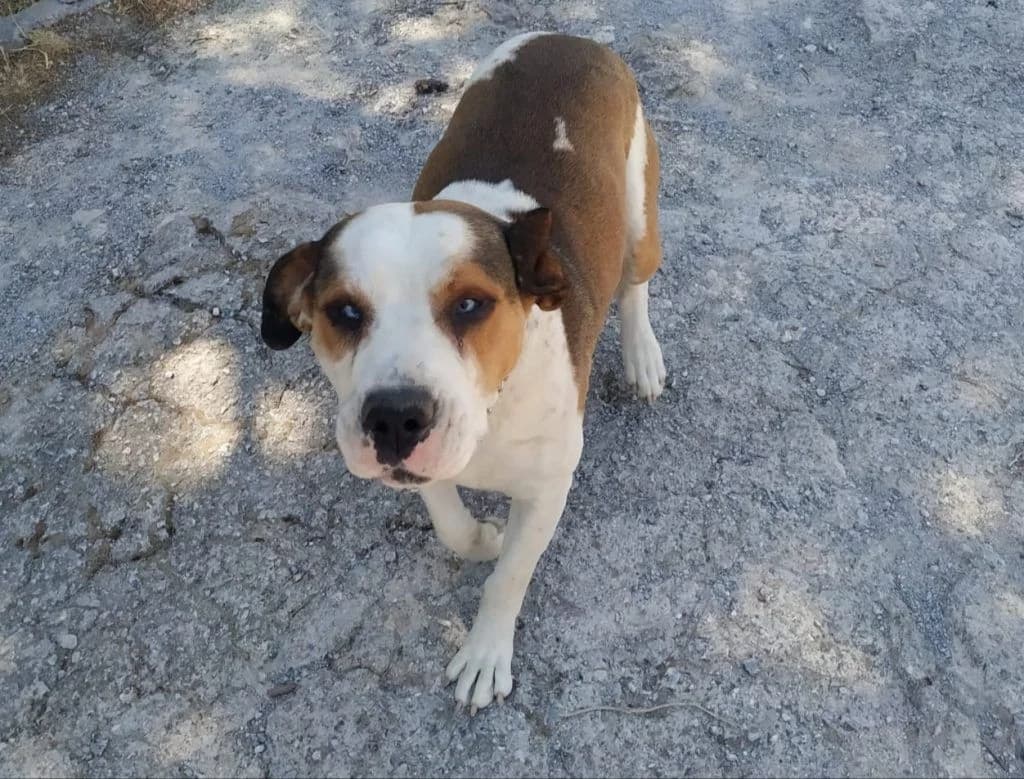 Lorens, o atsoympalos (Lorens, o ατσούμπαλος),  Mixed Breed for adoption at Samos Animals — Φιλοζωικό Σωματείο Σάμου, Samos